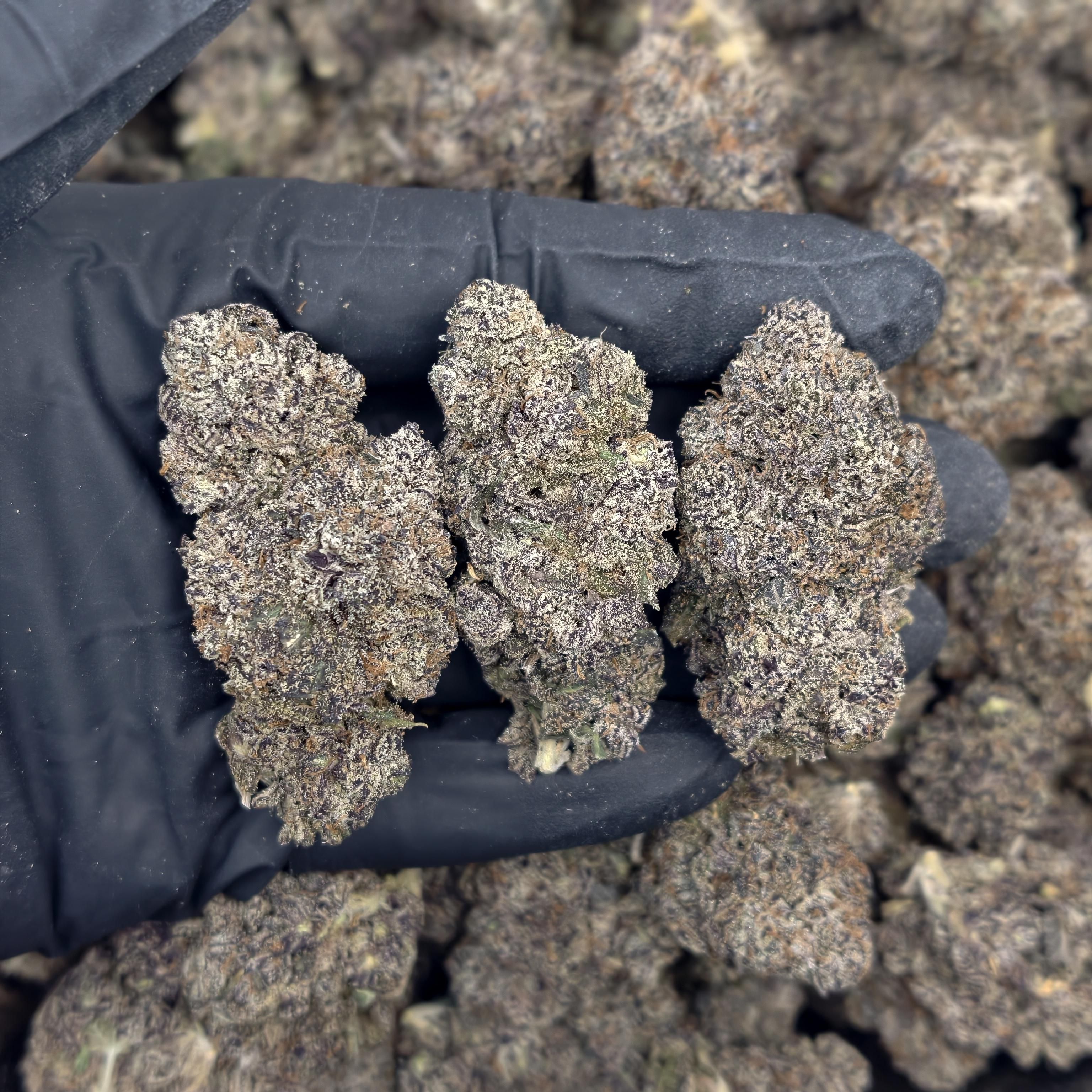White Truffle